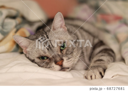 真顔のカメラ目線で寝転ぶ猫アメリカンショートヘアシルバータビー 真顔のカメラ目線で寝転ぶ猫アメリカンショートヘアシルバータビー 68727681