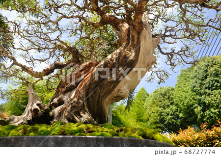 PUTRAJAYA, MALAYSIA -MAY 30, 2018: Bonsai tree display for the public in Royal Floria Putrajaya garden in Putrajaya, Malaysia. Available in various species and shapes, according to the creativity of t 68727774