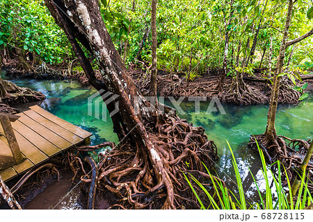 Tropical mangrove green forest clear water 68728115