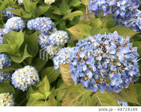 雨上がりの紫陽花の写真素材