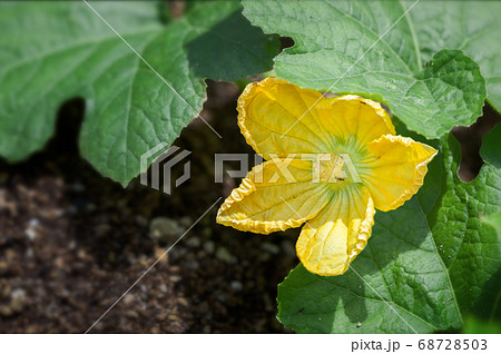 畑で栽培されている冬瓜の花 68728503