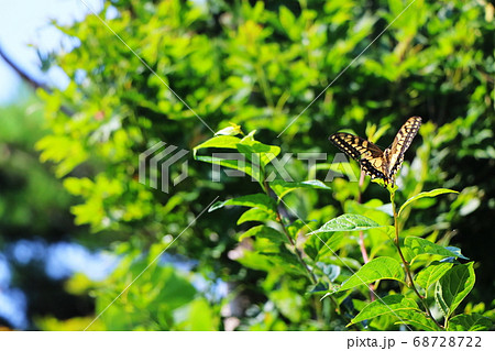 森の緑とアゲハ蝶 森の緑とアゲハ蝶 68728722