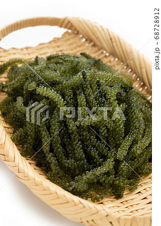 沖縄の食材 海ぶどう 沖縄の食材 海ぶどう 68728912