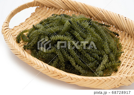 沖縄の食材 海ぶどう 沖縄の食材 海ぶどう 68728917