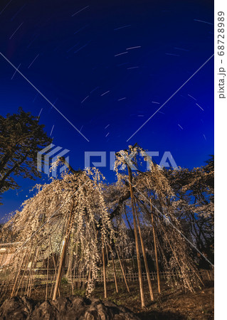 伏姫桜とポラリス 68728989