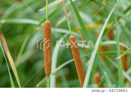 ヒメガマの穂 68729661