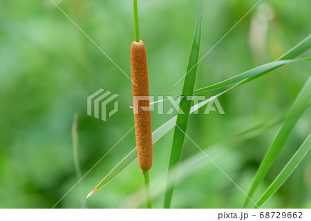 ヒメガマの穂 68729662