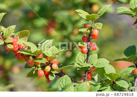 熟れ始めたユスラウメの実 68729818