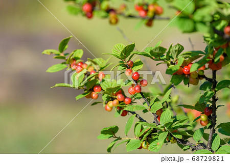 熟れ始めたユスラウメの実 68729821