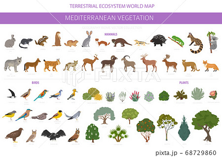 Mediterranean vegetation biome, natural region Mediterranean vegetation biome, natural region 68729860