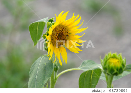 ヒマワリの花とミツバチ 68729895