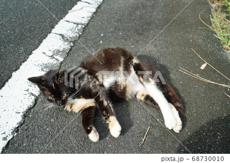 育児中の母親野良猫が少し息抜きにゴロゴロ 68730010