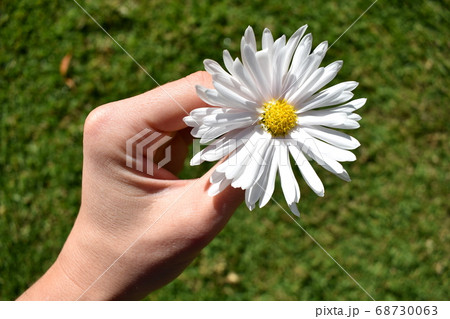 A single daisy in female hands A single daisy in female hands 68730063