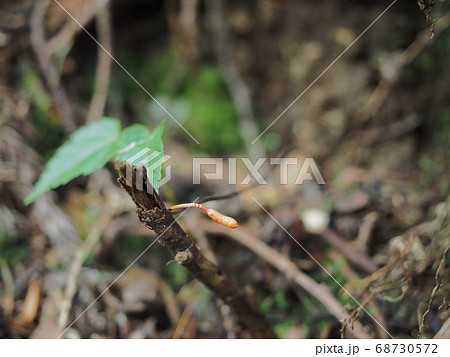 冬虫夏草 68730572