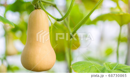 Butternut squash(Cucurbita moschata, Butternut Butternut squash(Cucurbita moschata, Butternut 68730865