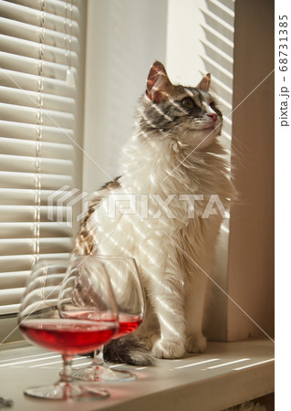 cat in sun light cat in sun light 68731385