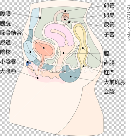 Female genitals illustration 3 with explanation 68731428