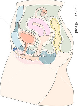 女性生殖器イラスト3 女性生殖器イラスト3 68731430