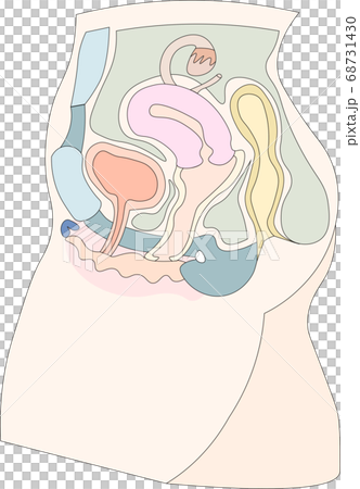 女性生殖器イラスト3 女性生殖器イラスト3 68731430