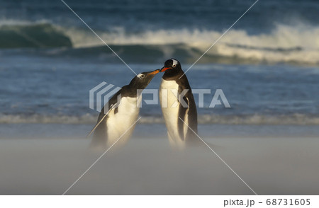 Gentoo penguin feeding chick on a sandy beach Gentoo penguin feeding chick on a sandy beach 68731605