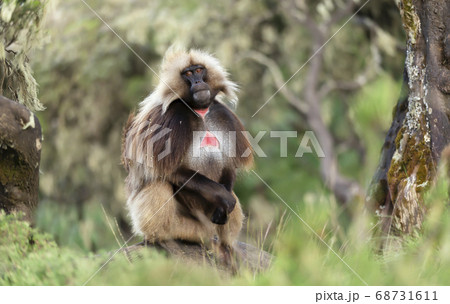Close up of male Gelada monkey 68731611