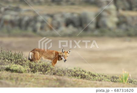 Rare and endangered Ethiopian wolf in the mountains 68731620