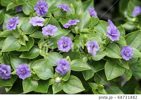 青紫のエキザカムの花の写真素材