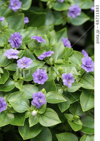 エキザカムの青紫の花の写真素材