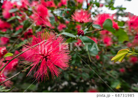 red powderpuff flowers red powderpuff flowers 68731985