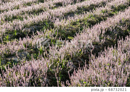 pink purple mesona flowers 68732021