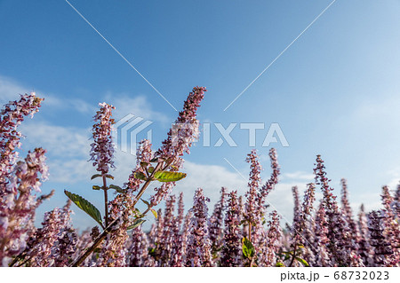 pink purple mesona flowers 68732023