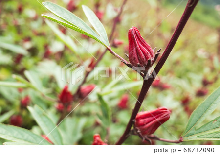 red roselle flowers red roselle flowers 68732090