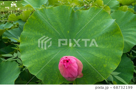 蓮の葉とつぼみ 68732199