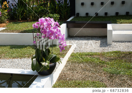 KUALA LUMPUR, MALAYSIA -DECEMBER 17, 2019: Colorful tropical & exotic orchids flower in plants nursery. Grown in a large group to form a beautiful garden. KUALA LUMPUR, MALAYSIA -DECEMBER 17, 2019: Colorful tropical & exotic orchids flower in plants nursery. Grown in a large group to form a beautiful garden. 68732836
