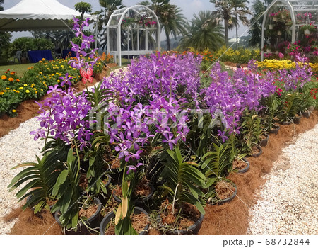 KUALA LUMPUR, MALAYSIA -DECEMBER 17, 2019: Colorful tropical & exotic orchids flower in plants nursery. Grown in a large group to form a beautiful garden.   68732844