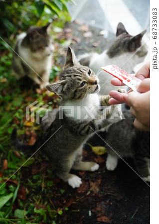 梅雨空の中、野良猫親子のおやつの時間 梅雨空の中、野良猫親子のおやつの時間 68733083
