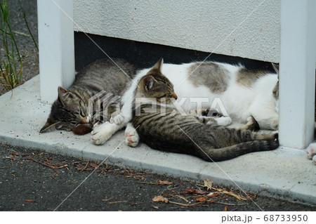 梅雨明けまで僅か日陰で皆でお昼寝する野良猫家族 梅雨明けまで僅か日陰で皆でお昼寝する野良猫家族 68733950