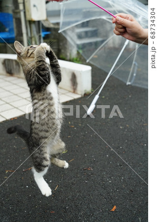 傘が有るから雨でも安心して遊ぶ野良猫の子猫 68734304