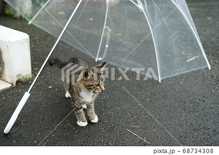 傘が有るから雨でも安心して遊ぶ野良猫の子猫 傘が有るから雨でも安心して遊ぶ野良猫の子猫 68734308