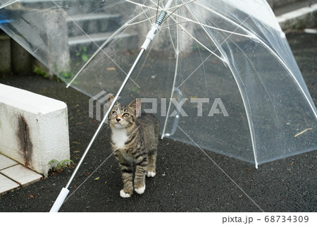 傘が有るから雨でも安心して遊ぶ野良猫の子猫 68734309