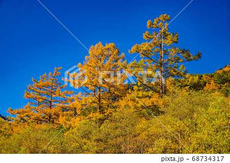 落葉松の紅葉【長野県上高地】 落葉松の紅葉【長野県上高地】 68734317