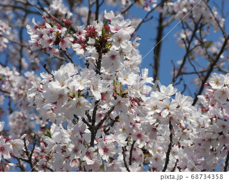 桜の森 68734358
