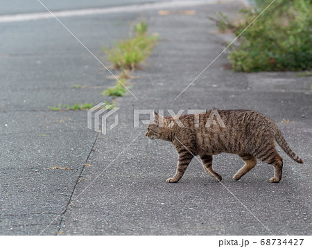 目の前を通る猫 目の前を通る猫 68734427