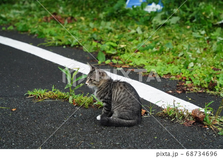 雨の中、造園業者の仕事っぷりに見入る野良猫の子猫 68734696