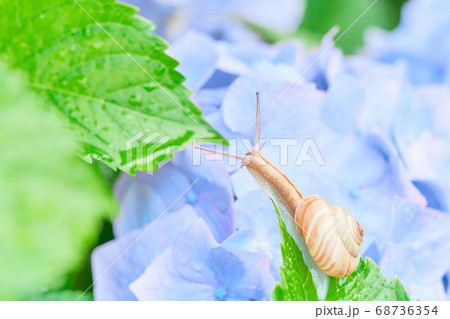 濡れた水色のアジサイの花とカタツムリ 68736354