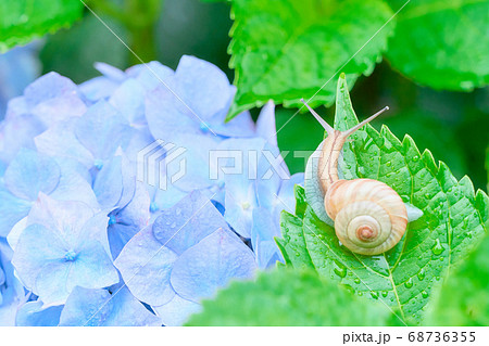 濡れた水色のアジサイの花とカタツムリ 上向き の写真素材