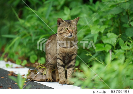 つかず離れず子猫達を見守る父親野良猫 68736493