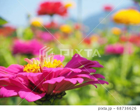 カラフルなお花 68736626