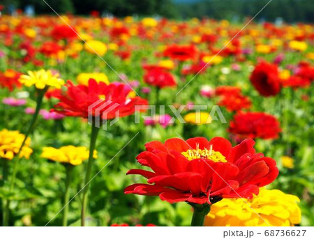 カラフルなお花 カラフルなお花 68736627