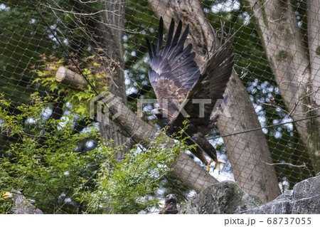ニホンイヌワシの飛翔, 多摩動物公園 68737055